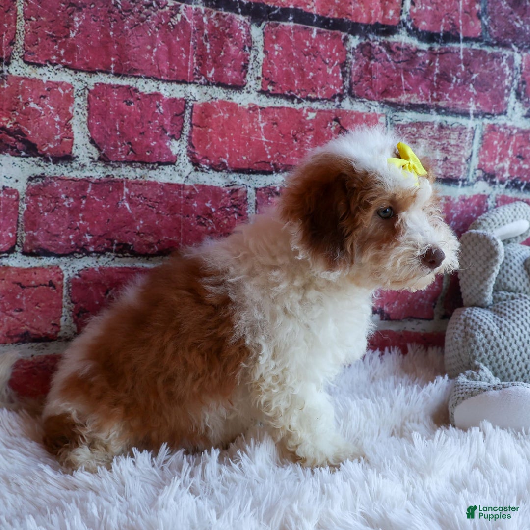 Cavachon dogs for sale: ECHO - Image 3