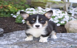 Welsh Corgi Pembroke dogs for sale: Isla - Image 5