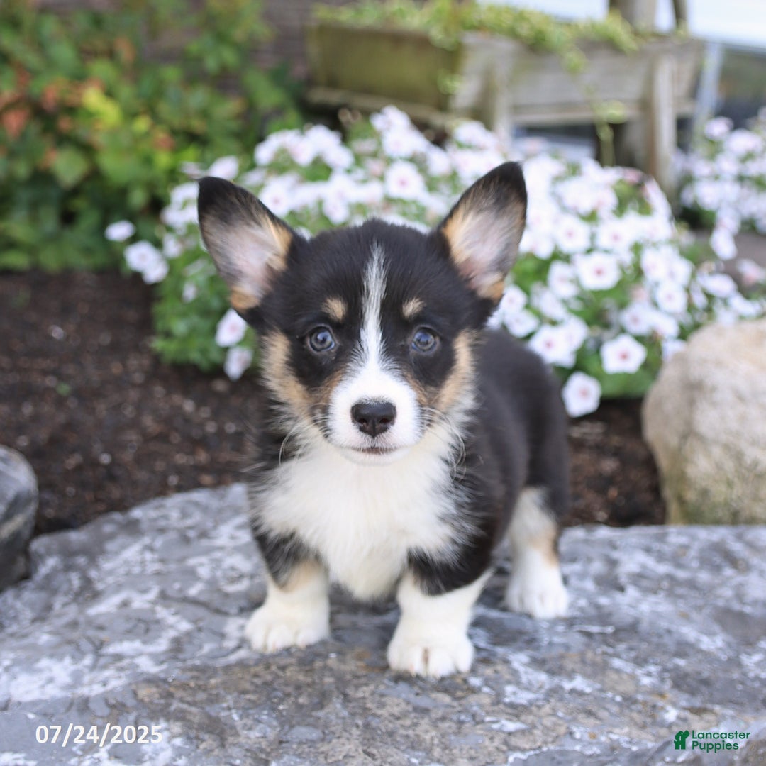 Welsh Corgi Pembroke dogs for sale: Isla - Image 5