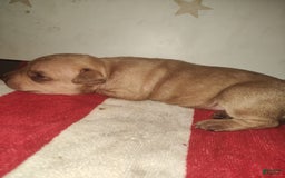 American Pit Bull Terrier dogs for sale: Miss Red - Image 2