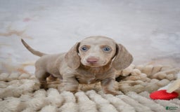 Miniature Dachshund dogs for sale: Dash - Image 2