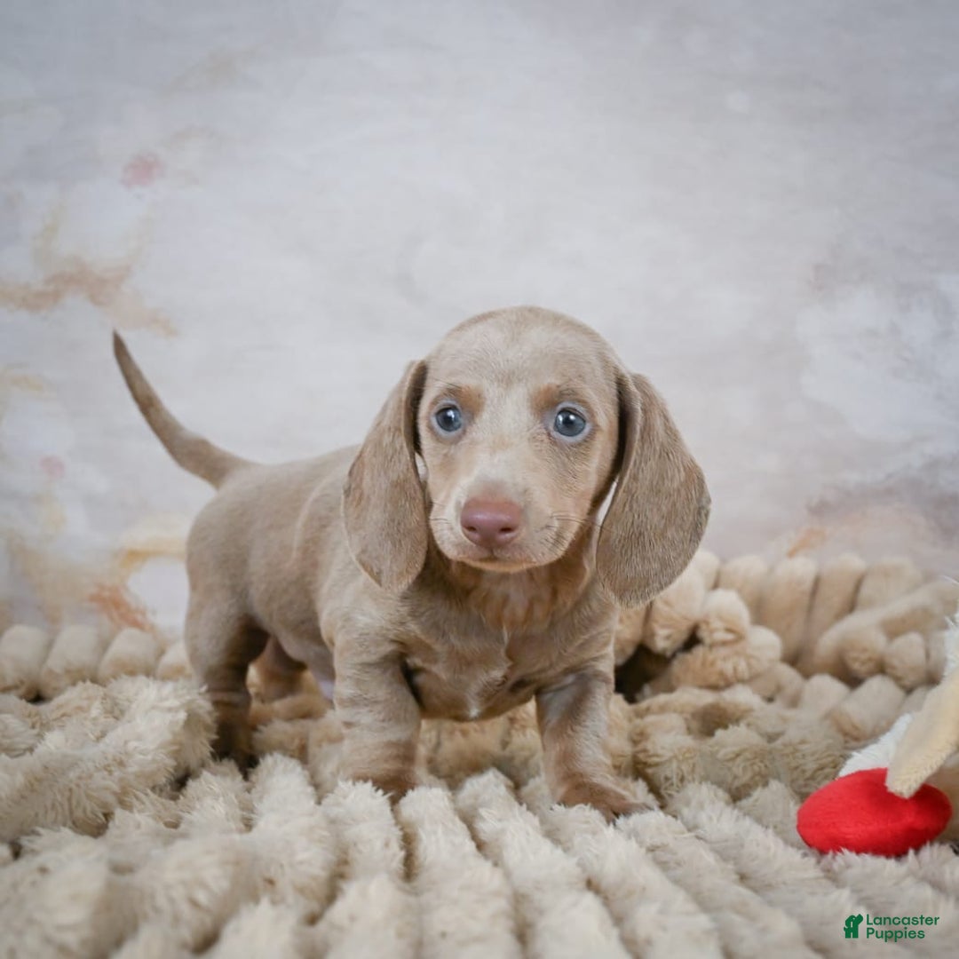 Miniature Dachshund dogs for sale: Dash - Image 2
