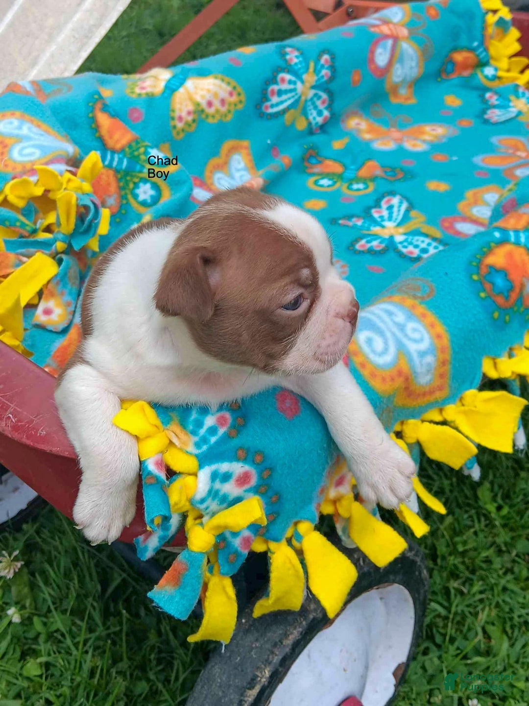 Boston Terrier dogs for sale: Chad - Image 2