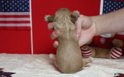 Cavapoo dogs for sale: Phoenix - Image 19