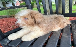Mini Aussiedoodle dogs for sale: Sunny - Image 24
