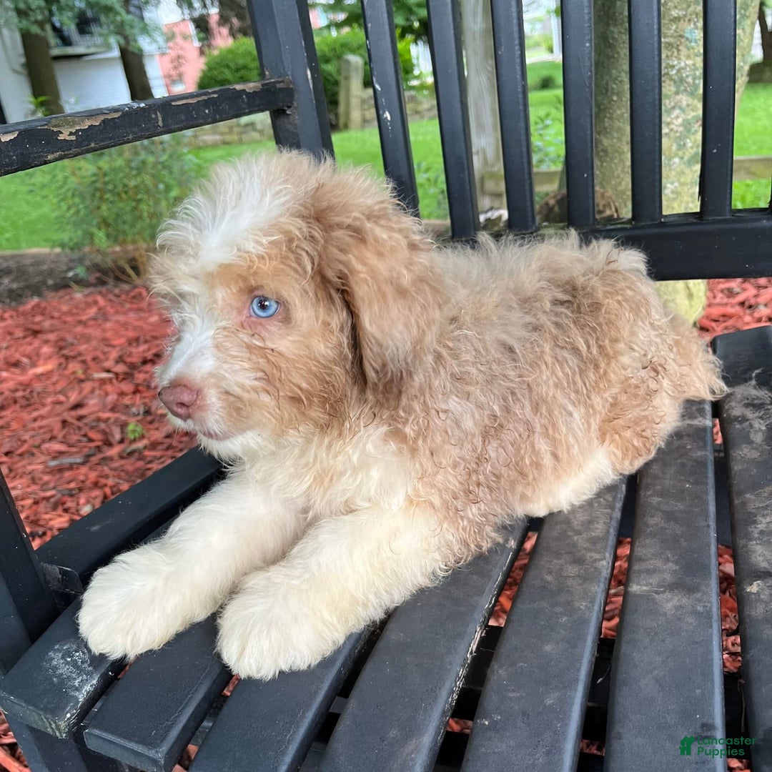 Mini Aussiedoodle dogs for sale: Sunny - Image 24