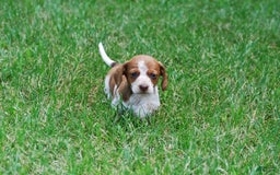Dachshund dogs for sale: Akc Diego - Image 1