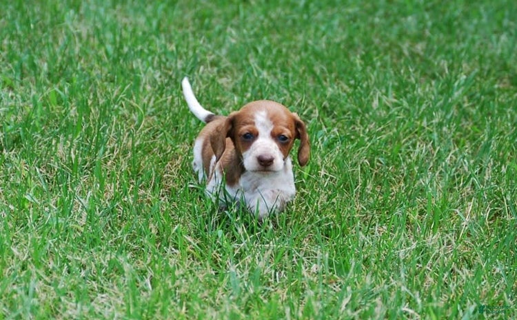 Dachshund dogs for sale - Ad 1