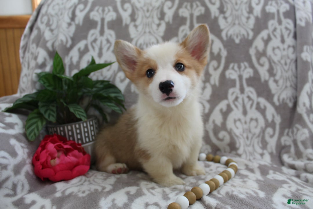 Welsh Corgi Pembroke dogs for sale: Kory - Image 5