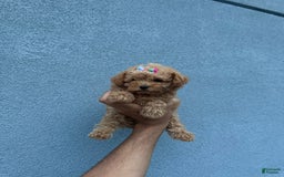 Toy Poodle dogs for sale: Teacup Diamond - Image 3