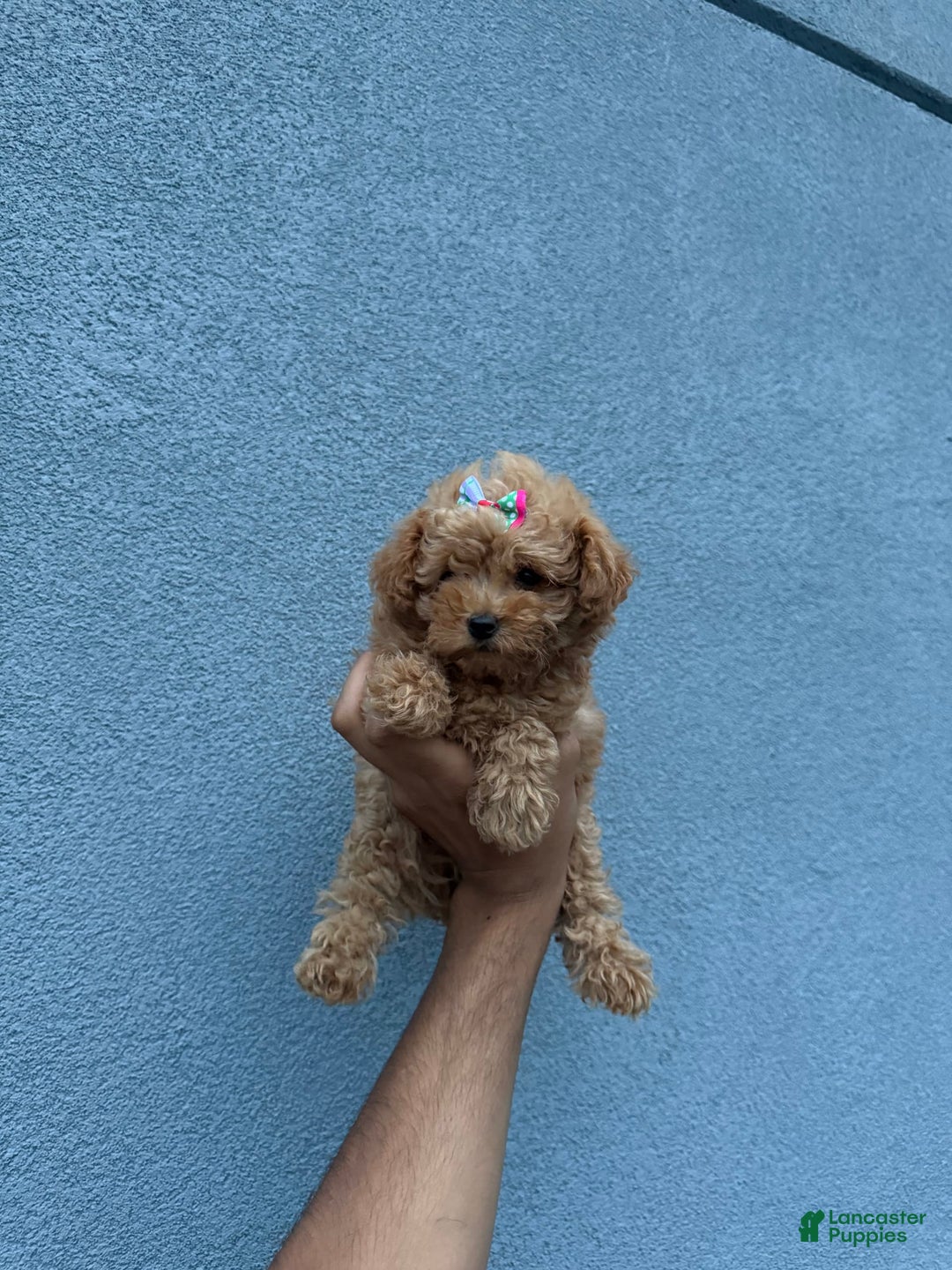 Toy Poodle dogs for sale: Teacup Diamond - Image 3