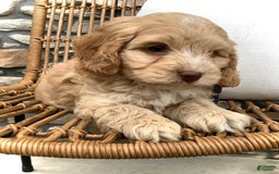 Cockapoo dogs for sale: Oliver - Image 14