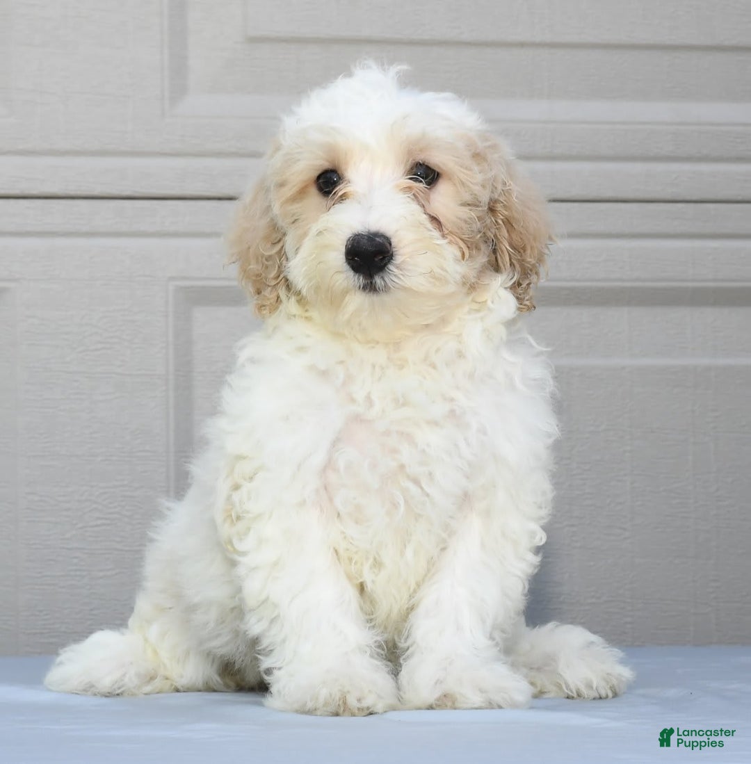 Maltipoo dogs for sale: Lola - Image 6