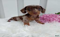 Dachshund dogs for sale: Rocky - Image 1