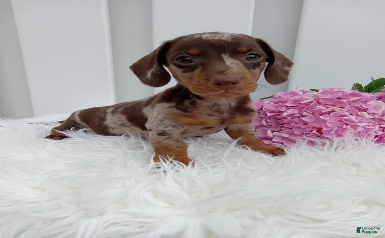 Dachshund dogs for sale - Ad 1