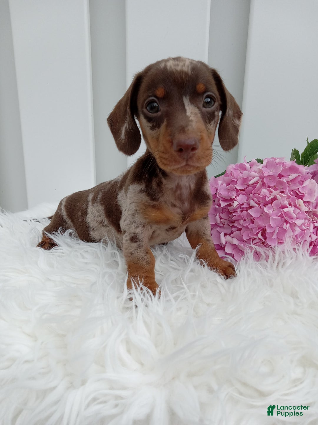 Dachshund dogs for sale: Rocky - Image 1