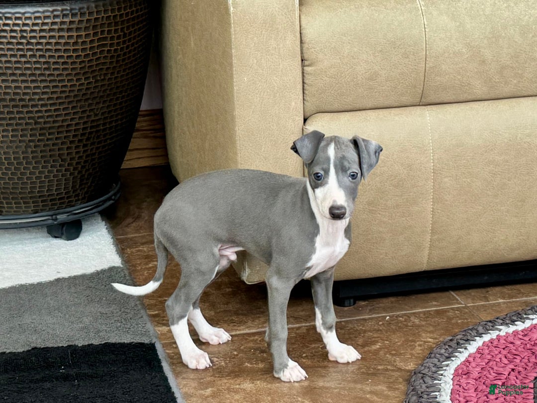 Italian Greyhound dogs for sale: Mj - Image 2