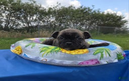Olde English Bulldogge dogs for sale: Mel - Image 5