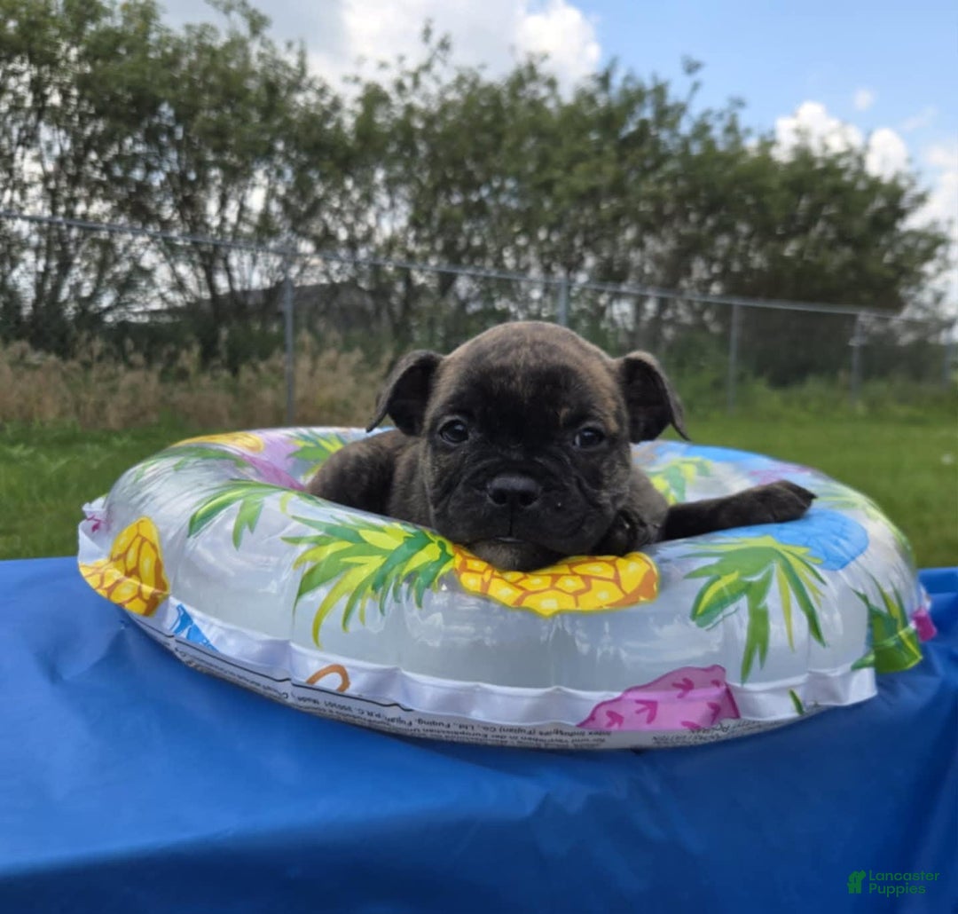 Olde English Bulldogge dogs for sale: Mel - Image 5