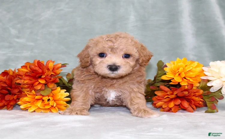 Bichpoo dogs - Advert 8