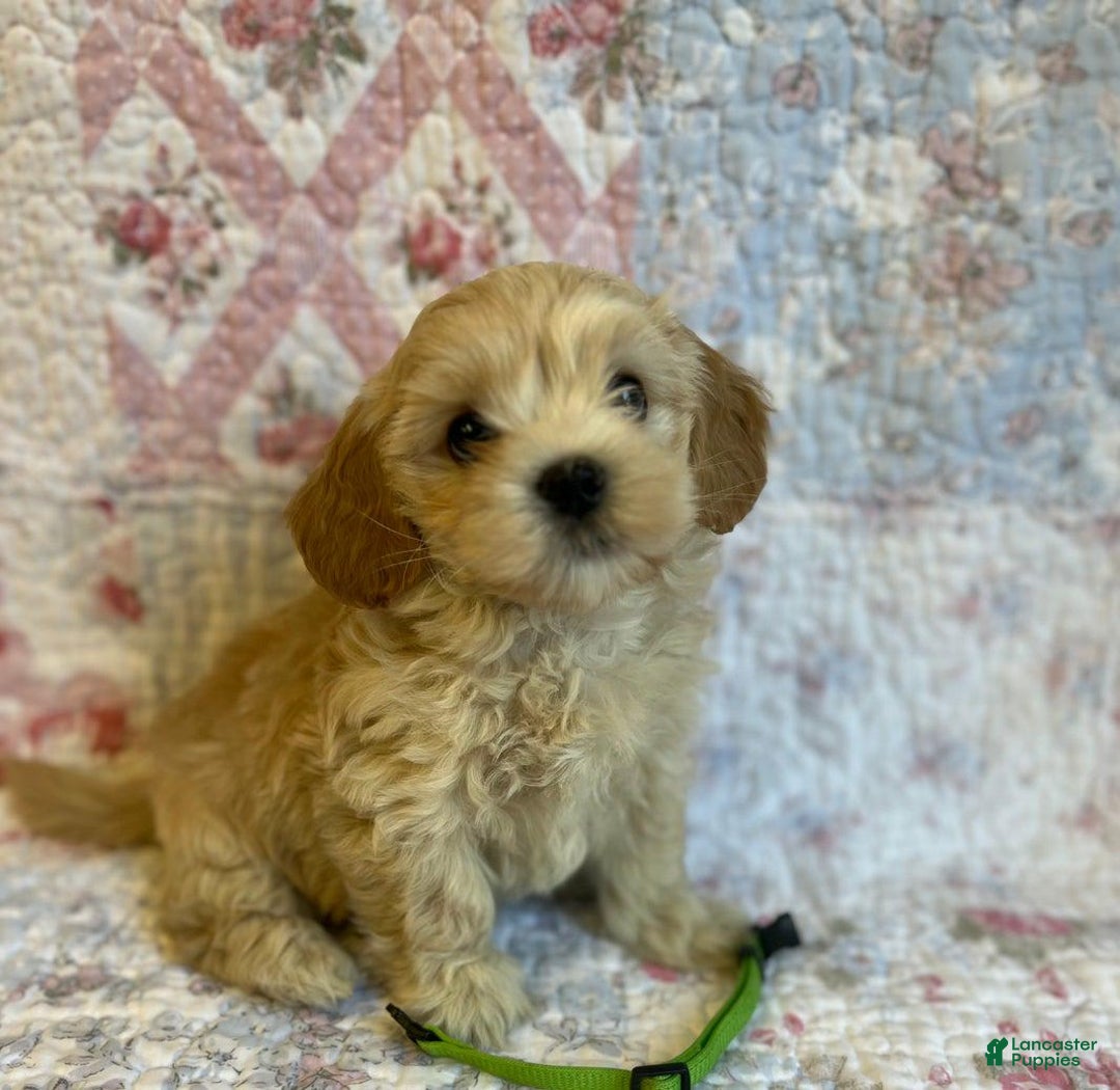 Maltipoo dogs for sale: Sofia - Image 1