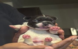 French Bulldog dogs for sale: Male 2 - Image 3