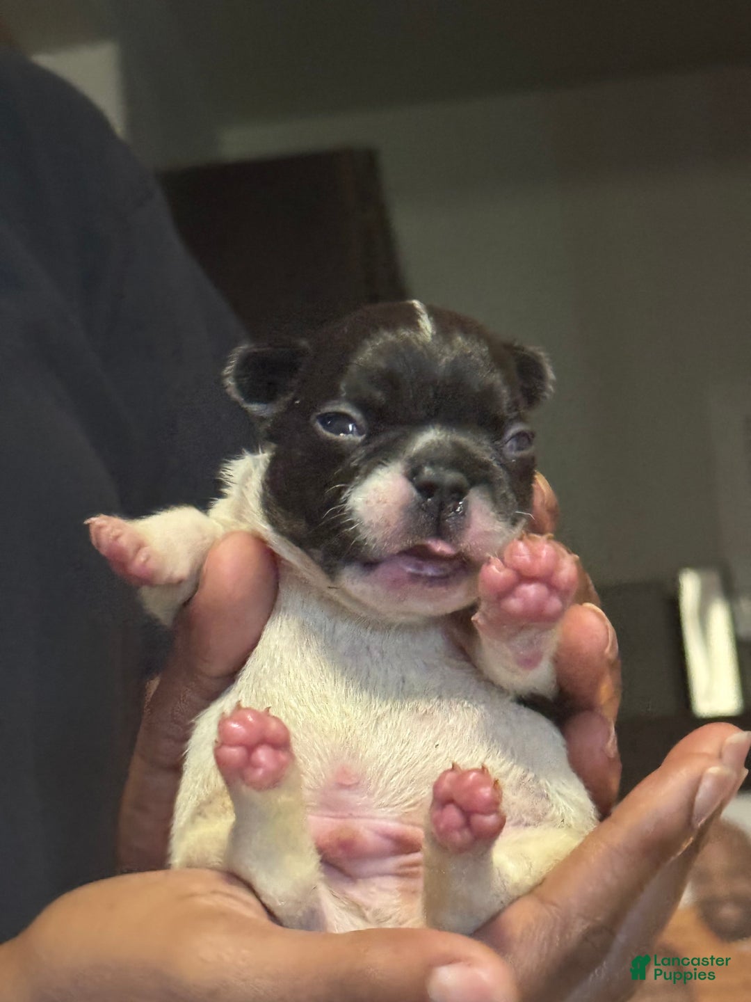 French Bulldog dogs for sale: Male 2 - Image 3