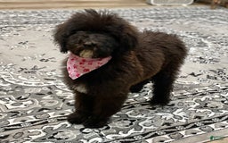 Standard Poodle dogs for sale: Gypsy - Image 19