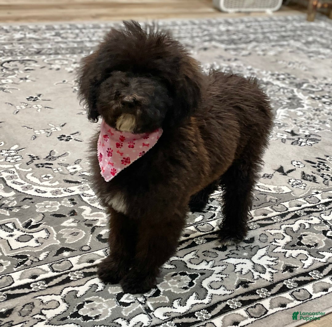Standard Poodle dogs for sale: Gypsy - Image 19