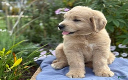 Goldendoodle dogs for sale: Justen - Image 3