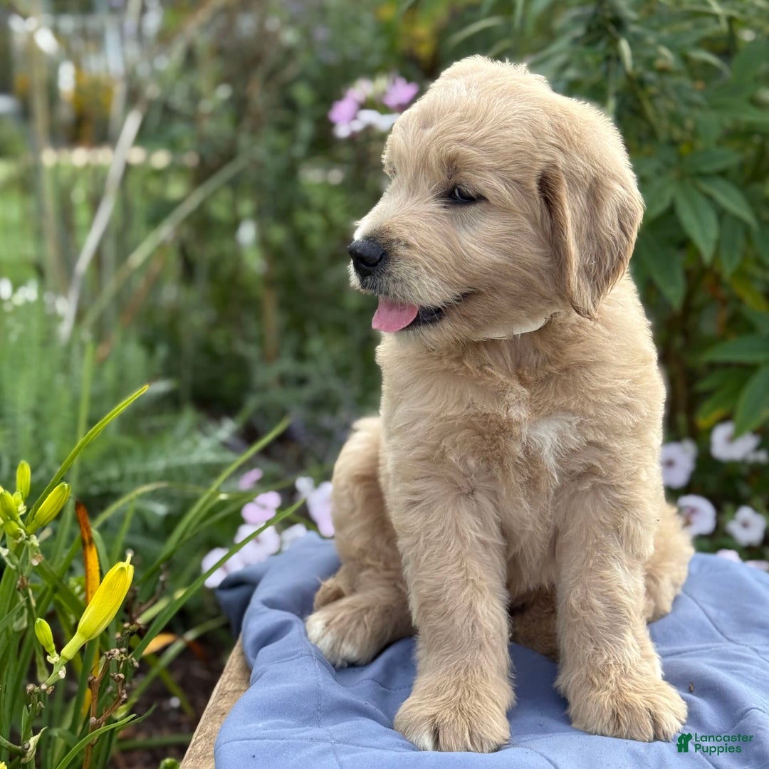 Goldendoodle dogs for sale: Justen - Image 3