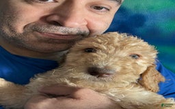 Goldendoodle dogs for sale: Luna - Image 3