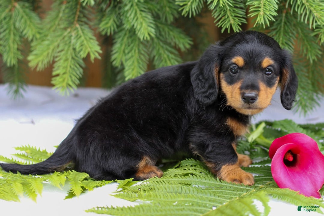 Miniature Dachshund dogs for sale: Lonnie - Image 3