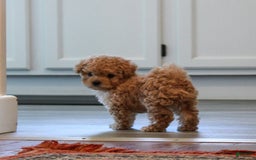 Maltipoo dogs for sale: Teddy - Image 9