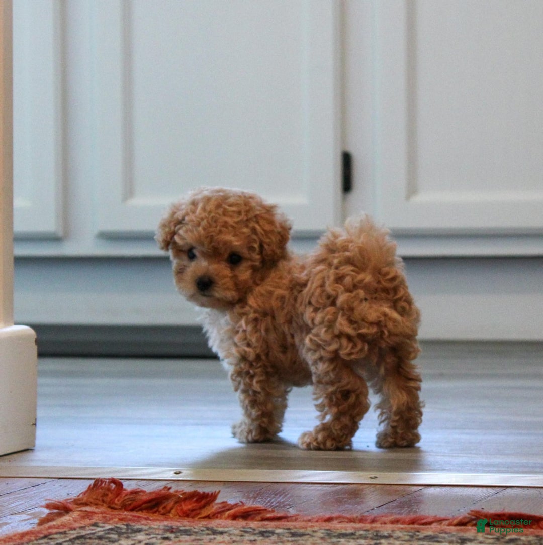 Maltipoo dogs for sale: Teddy - Image 9