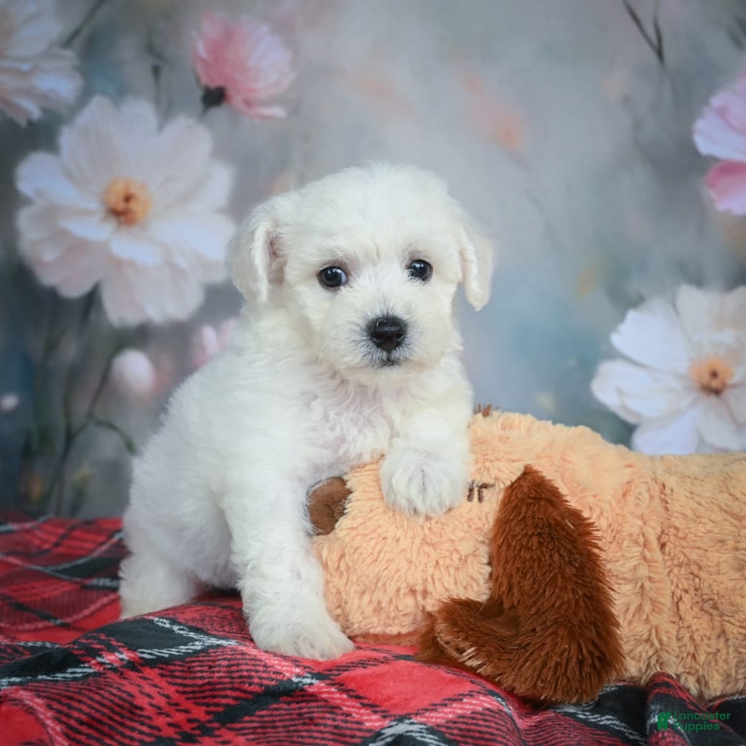 Bichon Frise dogs for sale: Josie - Image 7