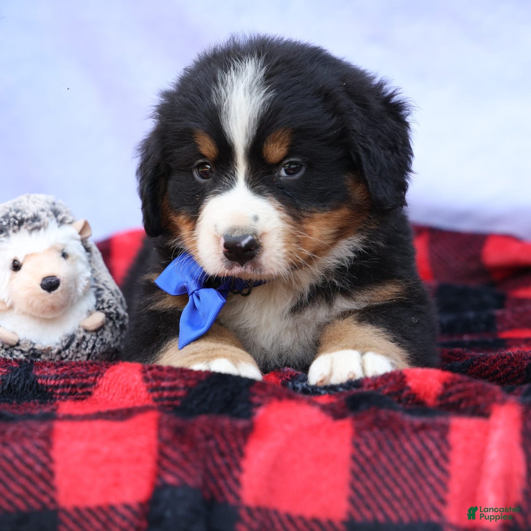 Bernese Mountain Dog dogs for sale: Seth - Image 17
