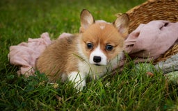 Welsh Corgi Pembroke dogs for sale: Macaroon - Image 7