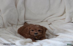 Cavapoo dogs for sale: Max - Image 4