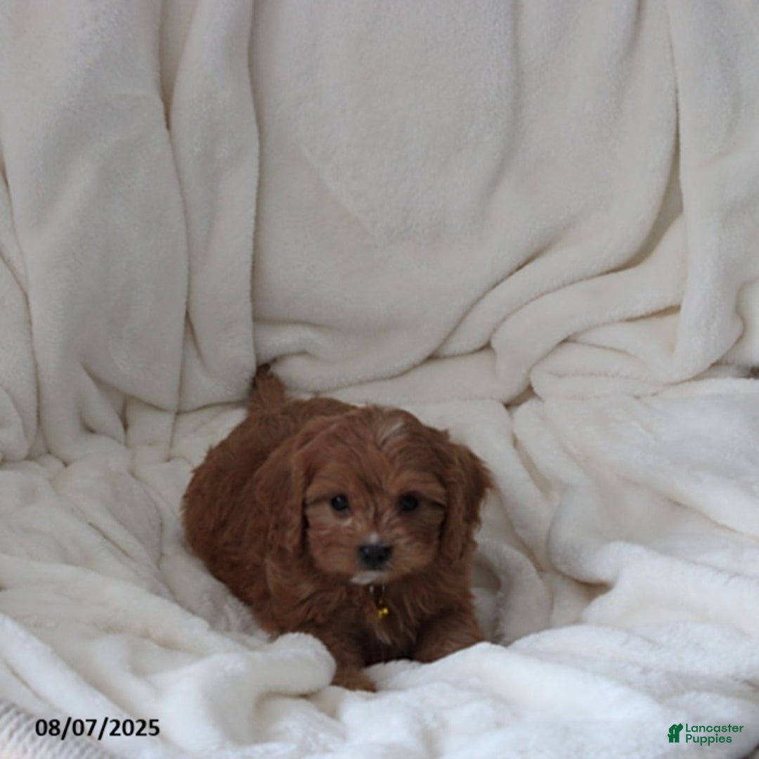 Cavapoo dogs for sale: Max - Image 4