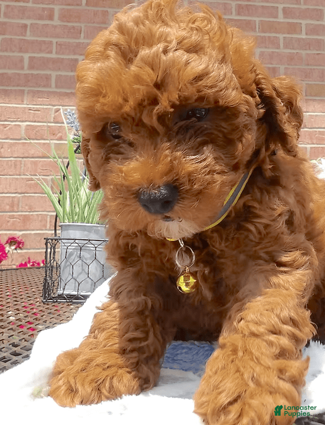 Toy Poodle dogs for sale: Truman - Image 2
