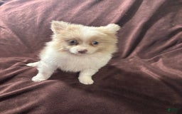 Pomeranian dogs for sale: Parti Boy - Image 3