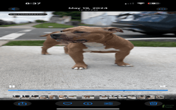 American Bully dogs for sale: Chocolate - Image 6