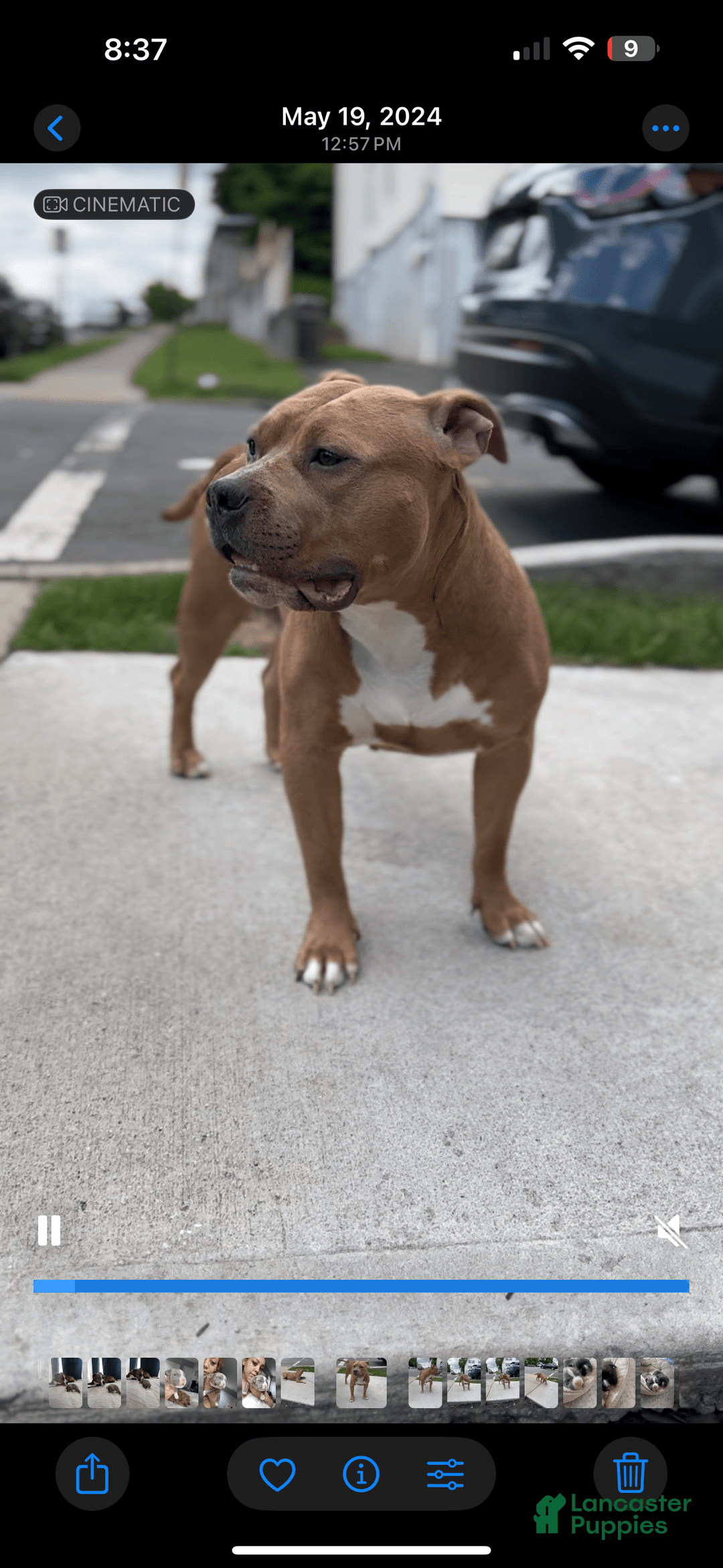 American Bully dogs for sale: Chocolate - Image 6