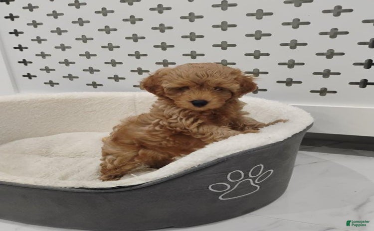 Maltipoo dogs for sale - Ad 2