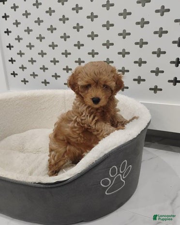 Maltipoo dogs for sale - Ad 2