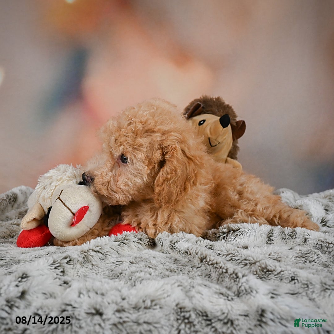 Bichpoo dogs for sale: Jessica - Image 10