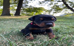 Doberman Pinscher dogs for sale: Dante - Image 4