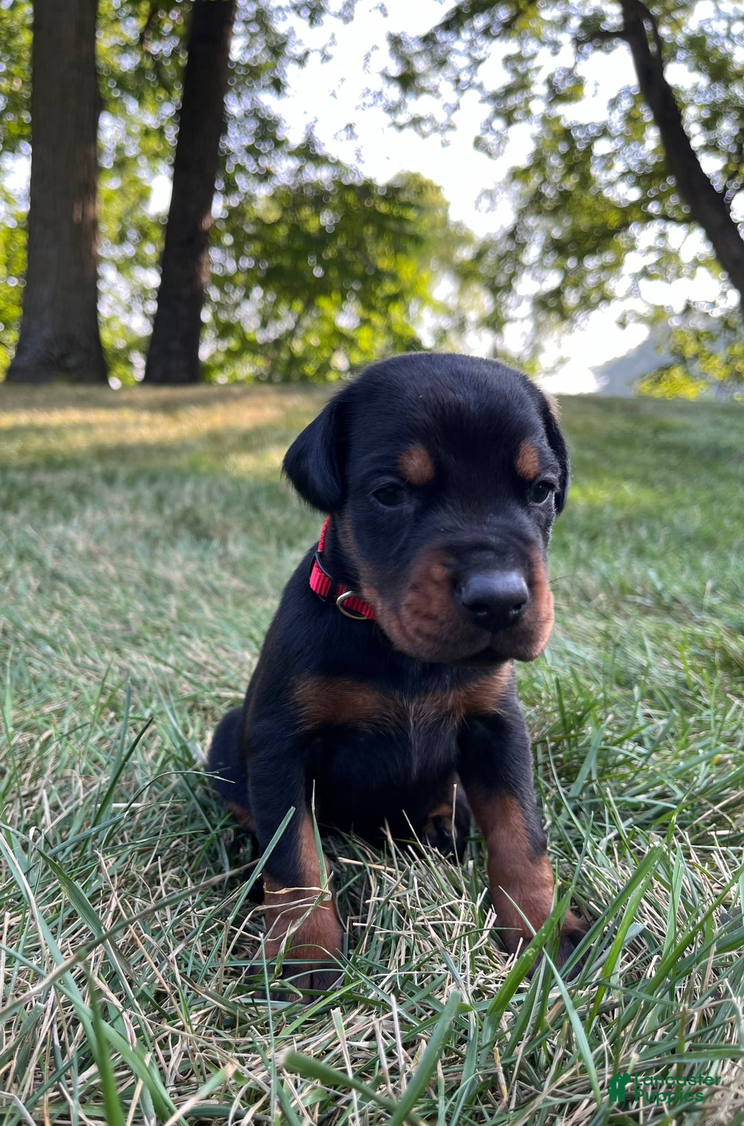 Doberman Pinscher dogs for sale: Dante - Image 4