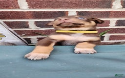 Catahoula Leopard Dog dogs for sale: Bronx - Image 2